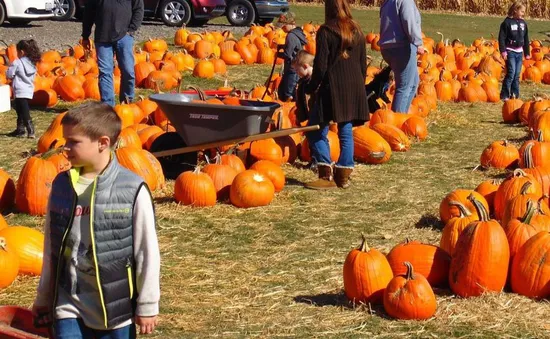 Nông trại bí ngô tự chọn mùa Halloween tại Anh