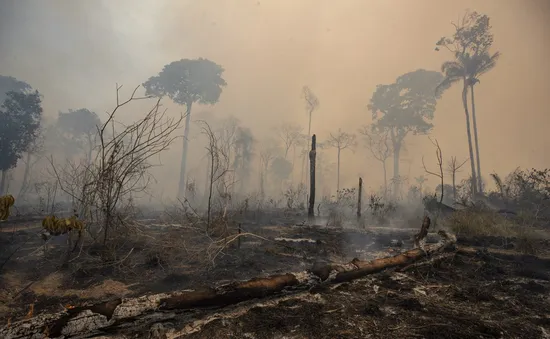 COP27: Brazil cam kết chấm dứt tình trạng tàn phá rừng Amazon