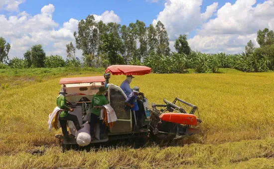 Phát triển lúa chất lượng cao gắn với giảm phát thải