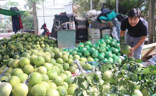 Vùng bưởi nguyên liệu sẵn sàng cho xuất khẩu