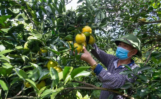 Cam Cao Phong khẳng định thương hiệu