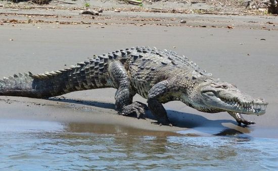 Cá sấu Costa Rica đối mặt nguy cơ tuyệt chủng