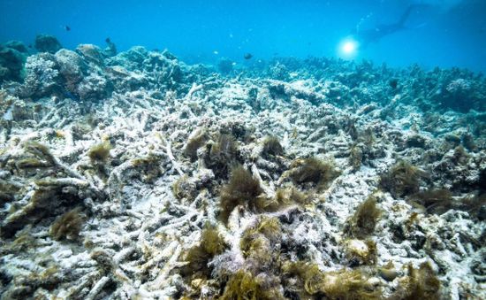 Rạn san hô Great Barrier ở Australia nên nằm trong danh sách 'đang gặp nguy hiểm'