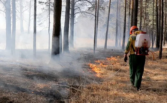 Cháy rừng Siberia giải phóng hàng triệu tấn khí carbon