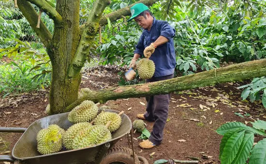 Diện tích tăng quá nóng, sầu riêng có thể thành sầu chung