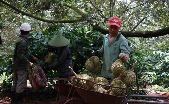 Chặt phá cây trồng khác trồng sầu riêng: Lo ngại phát triển nóng và hệ lụy