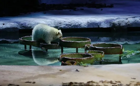 Night Safari: Chương trình biểu diễn các loài thú trở lại tại khán đài ngoài trời mới