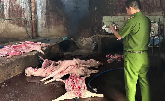 Đồng Nai: Bắt quả tang cơ sở giết mổ lợn chết mang mầm bệnh dịch tả châu Phi