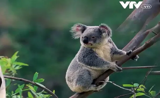 Gấu Koala vào danh sách có nguy cơ tuyệt chủng