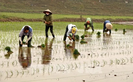 Gần 99% diện tích đã có nước cho vụ Đông Xuân