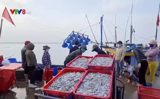 Ngư dân Quảng Trị được mùa cá cơm đầu năm