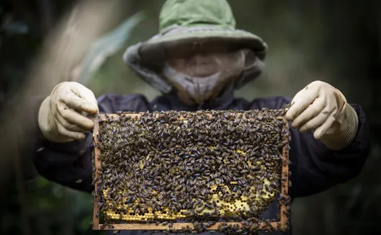 Kiến nghị Hoa Kỳ không áp thuế ngành ong xuất khẩu của Việt Nam