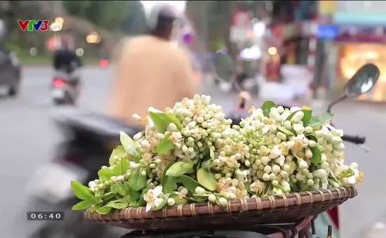 Hà Nội tháng 3 thơm ngát những gánh hoa bưởi