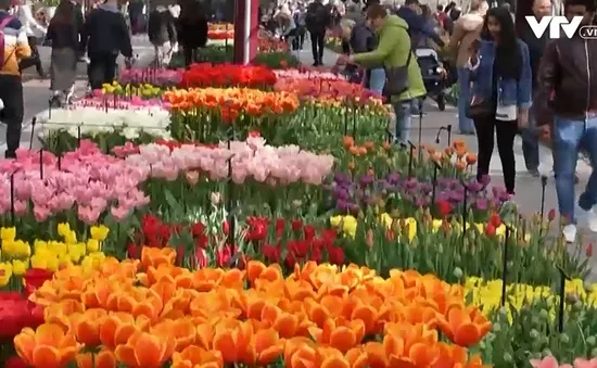 Thiên đường hoa tulip Keukenhof mở cửa trở lại