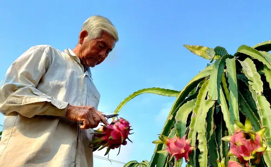 Người trồng thanh long càng làm càng lỗ