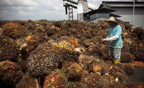 Malaysia có thể cắt giảm thuế xuất khẩu dầu cọ trong bối cảnh khủng hoảng nguồn cung toàn cầu