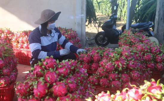 Giá thanh long tăng trở lại