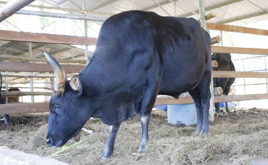 Ninh Thuận phục hồi đàn bò tót lai
