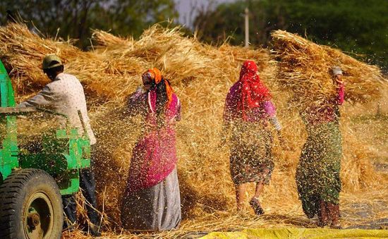 Làn sóng bảo hộ làm trầm trọng thêm khủng hoảng lương thực?