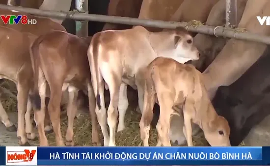 Hà Tĩnh tái khởi động dự án chăn nuôi bò Bình Hà