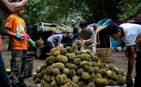 Malaysia ứng dụng công nghệ vào canh tác sầu riêng