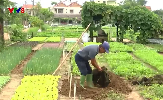 Làng rau Trà Quế kiên trì làm nông nghiệp sạch