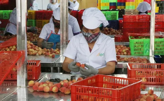 Khai phá thị trường mới cho quả vải Việt Nam