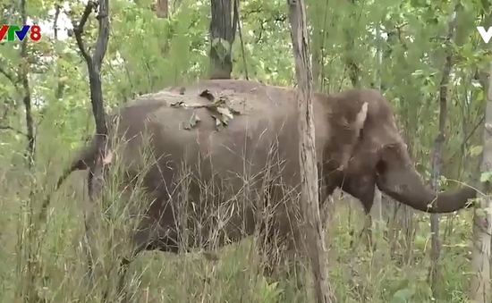 Nghiên cứu gắn định vị giám sát cho voi rừng