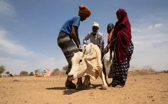 LHQ kêu gọi hỗ trợ khẩn cấp nhằm ngăn chặn nạn đói ở Somalia