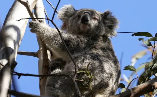 Australia: Các loài động vật đối mặt nguy hiểm khi môi trường xấu đi