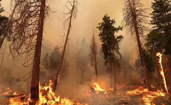 Mỹ: Cháy rừng lan rộng, thiêu rụi hơn 6.700 ha gần Công viên Quốc gia Yosemite