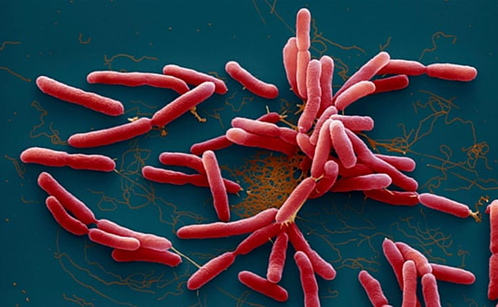 Lần đầu tiên phát hiện vi khuẩn ăn thịt người trong mẫu đất và nước tại Mỹ