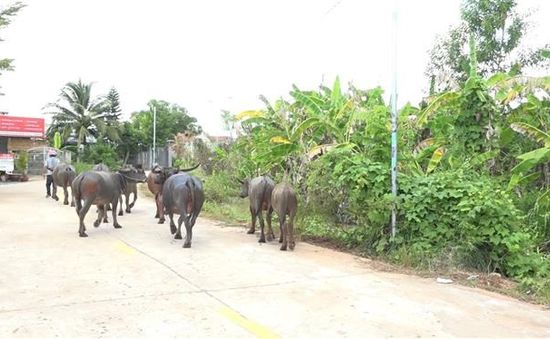 Bình Phước: Phát hiện 2 đối tượng dắt trộm 8 con trâu trên Quốc lộ 13