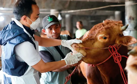 Bệnh lở mồm long móng “phủ bóng” lên lễ hội Eid al-Adha ở Indonesia