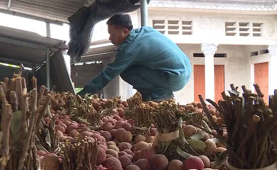 Xuất khẩu khó, vải được đưa vào sấy và chế biến