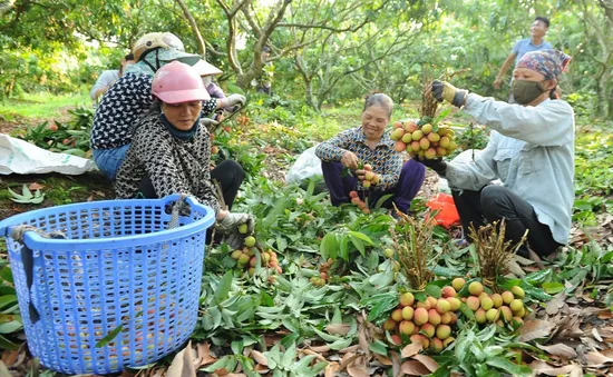 Vải thiều Hải Dương được giá nhất 10 năm qua