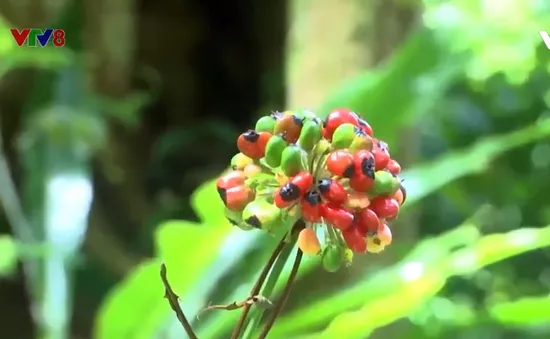 Lễ cúng Thần Sâm trên núi Ngọc Linh