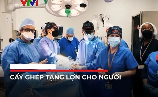 Tranh cãi về đạo đức trong việc ghép tạng lợn cho người