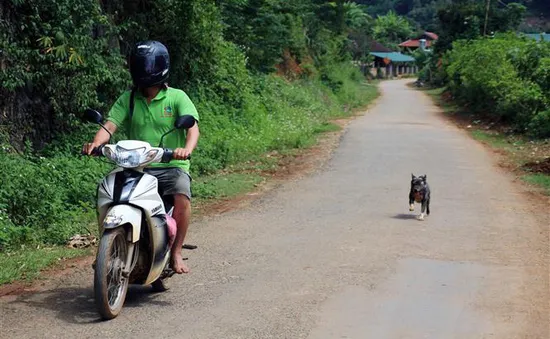 Nguy cơ bùng phát bệnh dại ở Đồng bằng sông Cửu Long