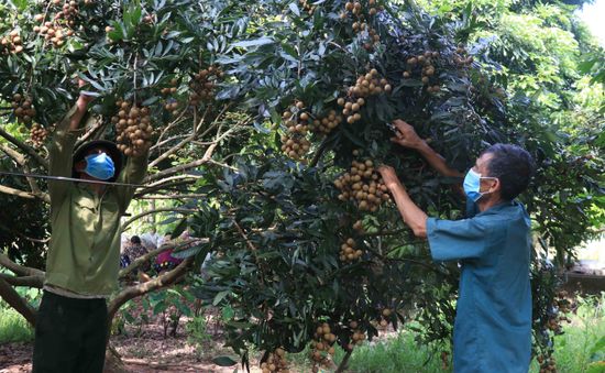 Nhãn lồng Hưng Yên chín muộn, được giá