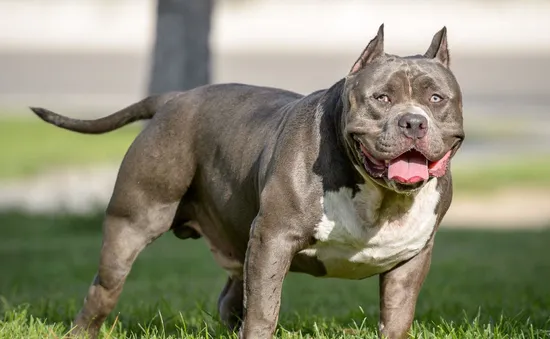 Một phụ nữ 64 tuổi bị chó Pitbull cắn tử vong