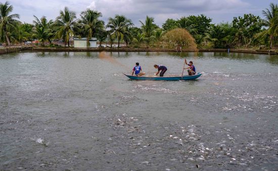 Giá thức ăn tăng cao, người nuôi cá đứng ngồi không yên