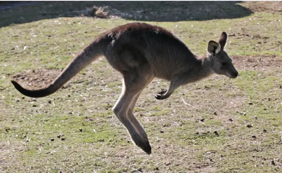 Hy hữu kangaroo tấn công người gây tử vong tại Australia