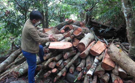 Phú Yên: Rừng ở khu vực xã Sơn Hội vẫn tiếp tục bị chặt phá
