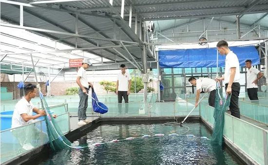 Ishi Koi Farm xây dựng mô hình nuôi cá Koi thuần chủng Nhật Bản uy tín hàng đầu