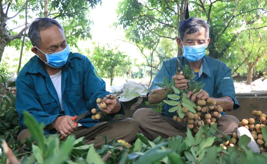 Duy trì chất lượng để đảm bảo chỗ đứng cho nhãn tươi tại Nhật Bản