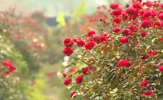 Làng quả, làng hoa rộn ràng đón Tết