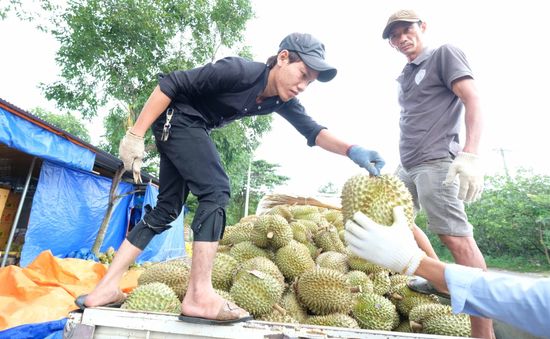 Trung Quốc hút hàng, doanh nghiệp nông sản "ăn Tết lớn"