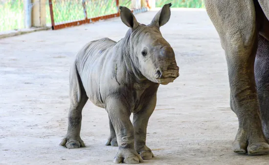 Vườn thú ở Long An đón con Tê giác trắng thứ 3 chào đời