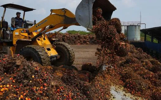 Indonesia, Malaysia có thể ngừng xuất khẩu dầu cọ sang châu Âu